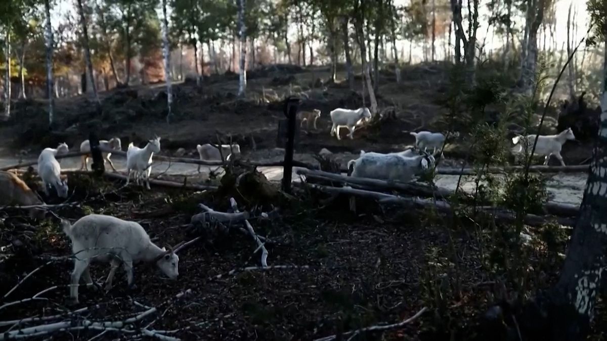 V Chile bojuje proti požárům stádo koz